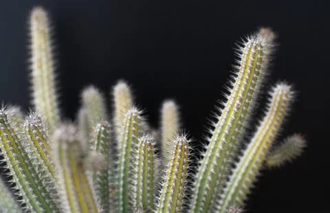 Cactus tree isolated black background Stock Photos