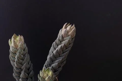 Cactus tree isolated black background Stock Photos