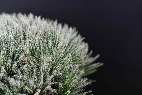 Cactus tree isolated black background Stock Photos