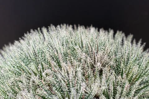 Cactus tree isolated black background Stock Photos