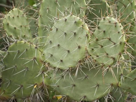 Cactus tree on the mountain. green flat cactus. Stock Photos