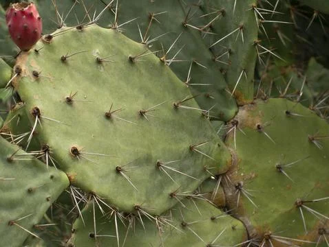 Cactus tree on the mountain. green flat cactus. Stock Photos