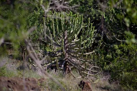 Cactus tree Stock Photos