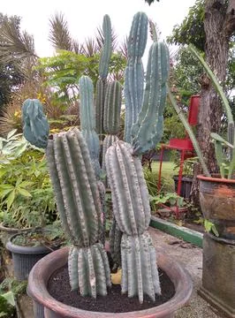 Cactus tree Foto stock