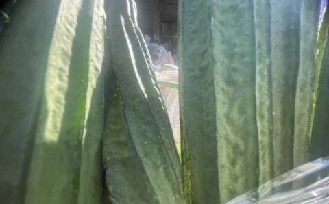 The cactus tree Stock Photos