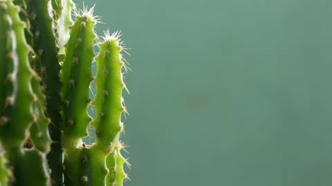 Cactus tree in pot. Stock Photos