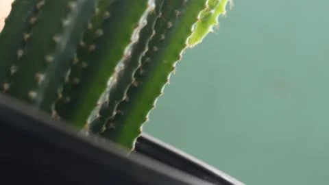Cactus tree in pot. Stock Photos