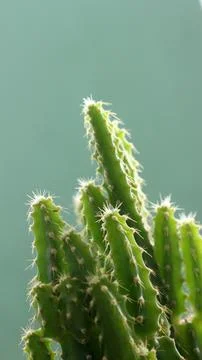 Cactus tree in pot. Stock Photos