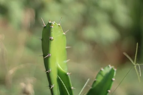 Cactus tree species plant Stock Photos