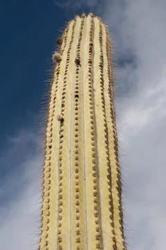 Cactus tree at summer Stock Photos