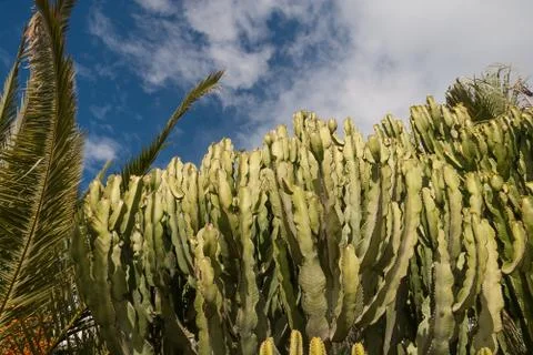 Cactus tree at summer Stock Photos