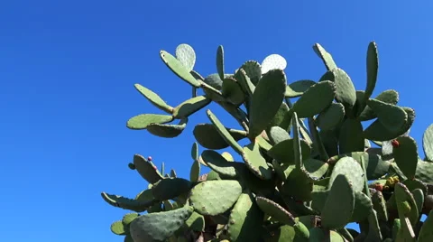 Cactus tree tops Stock Footage 68692741