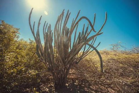 Cactus tree. Wide angle, Copy space, High quality photo Foto stock