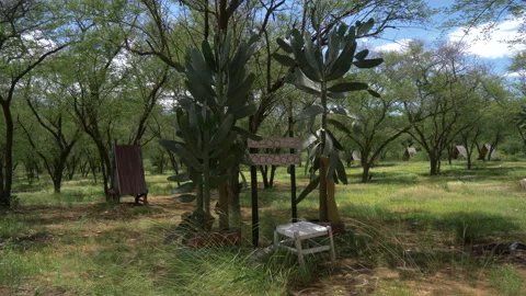 Cactus Trees and Broken Chairs Stock Footage 235918772