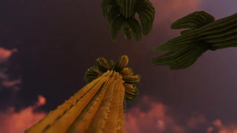 Cactus trees and the sky seen from the ground, low angle view, 4K Video stock 163262880