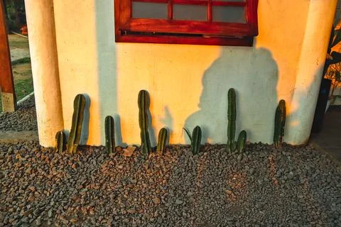 Cactus trees Foto stock
