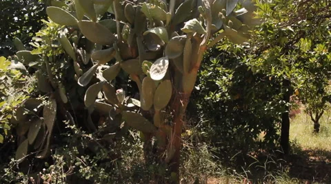 Cactus, tropical garden Video stock 40413928