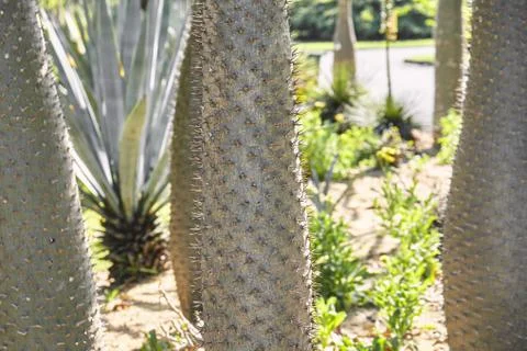Cactus trunk with spines. Stock-Fotos