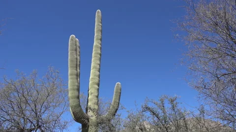 Cactus in Tucson Video stock 61324617