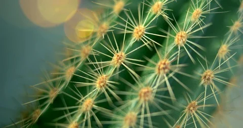 Cactus turning in Macro 库存影片 103113025