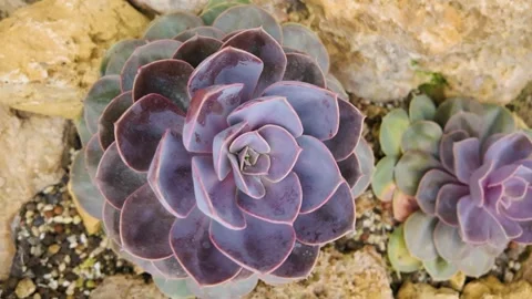 A cactus turning round Stock Footage 277535577