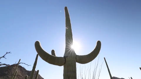 Cactus With Two Arms Low Angle View Directly Into Sun Reveal Video stock 148402461