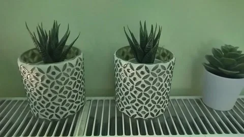Cactus type flower pots Video stock 305438137