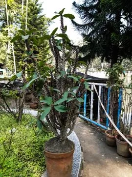 Cactus type tree in an earthen tub and another tree. Stock Photos