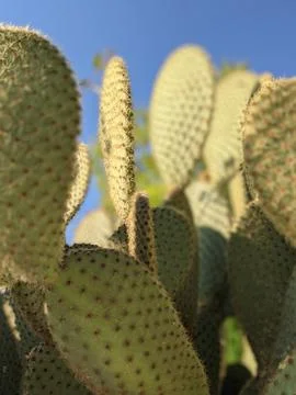Cactus under sunlight Stock Photos
