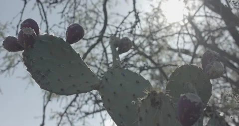 Cactus Under Tree in Arizona Desert Video stock 134338596