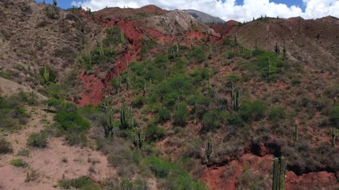 Cactus valley Stock Footage 245453401