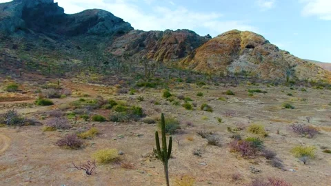 Cactus valley in the mountains Stock Footage 152950470