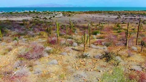 Cactus valley on the ocean coast Stock Footage 153399197