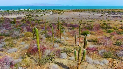 Cactus valley on the ocean coast Stock Footage 153399245
