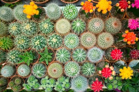 Cactus variety Stock Photos