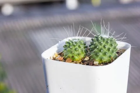 Cactus in the vase decor Foto stock