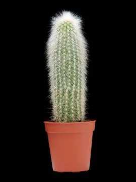 Cactus vase Stock Photos