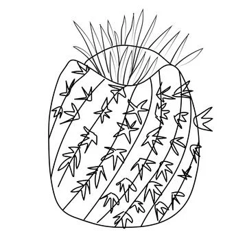 Cactus vector art, cactus botanical illustrations, desert cactus coloring page Stock Illustration