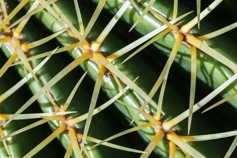 Cactus, view from above, close up Stock Photos