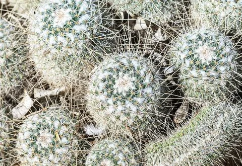 Cactus, view from above, close up Stock Photos