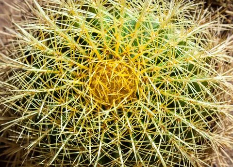 Cactus, view from above, close up Stock Photos
