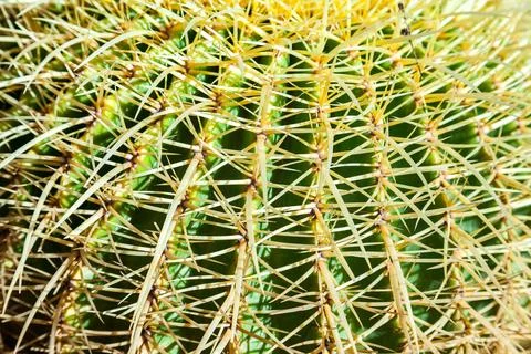 Cactus, view from above, close up Stock Photos