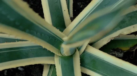 Cactus viewed from above Video stock 66780461