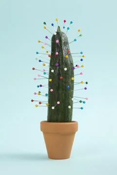 Cactus voodoo Stock Photos
