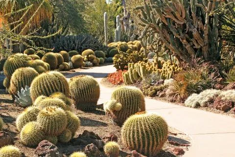Cactus walkway Stock Photos