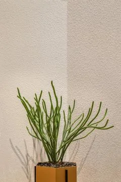 Cactus on the wall background. Stock Photos