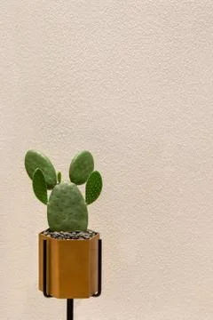Cactus on the wall background. Stock Photos