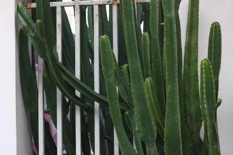 Cactus on the wall Stock Photos