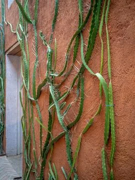 Cactus on the wall Stock Photos