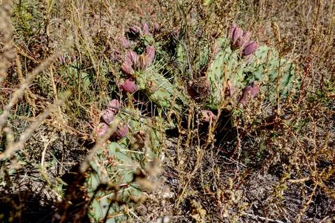 Cactus in the weeds arid environment featuring Prickly Pear Cactus Plant Stock Photos